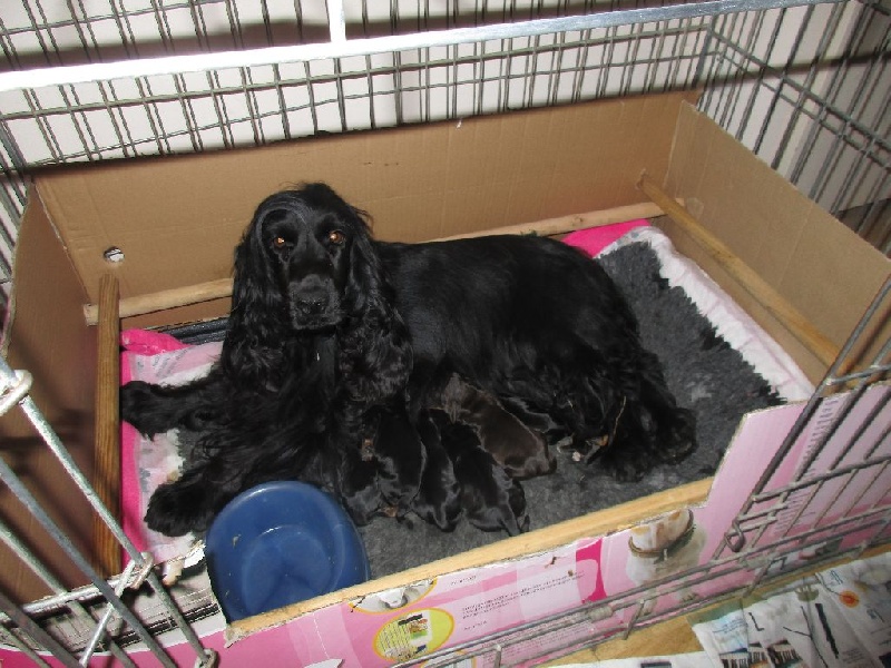 Des Vallées de Valhalla - Cocker Spaniel Anglais - Portée née le 20/11/2015