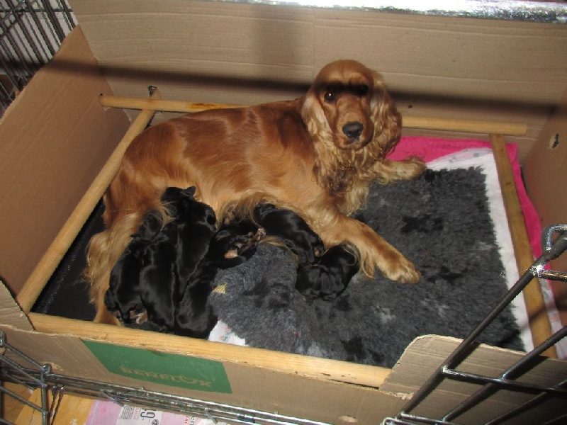 Des Vallées de Valhalla - Cocker Spaniel Anglais - Portée née le 21/11/2015