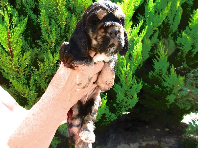 Des Vallées de Valhalla - Cocker Spaniel Anglais - Portée née le 22/07/2016