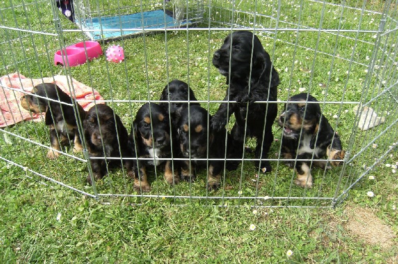 Des Vallées de Valhalla - Cocker Spaniel Anglais - Portée née le 08/04/2015