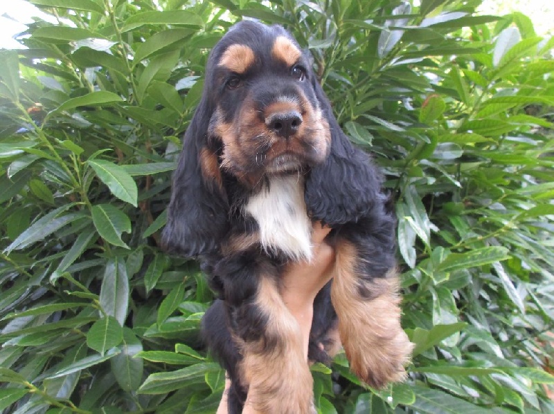 Des Vallées de Valhalla - Cocker Spaniel Anglais - Portée née le 22/07/2016